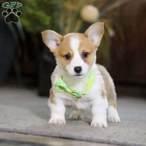 Frank, Pembroke Welsh Corgi Puppy